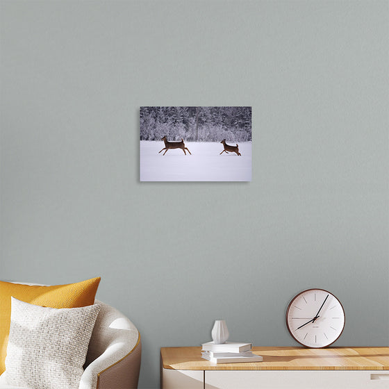 "Two white-tailed deer run through the snow"