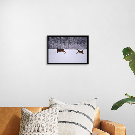 "Two white-tailed deer run through the snow"