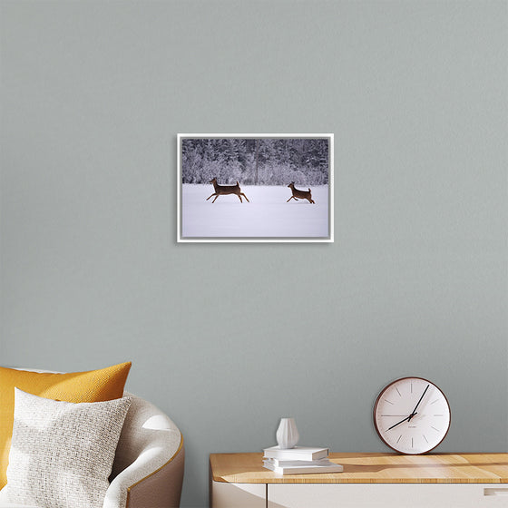 "Two white-tailed deer run through the snow"