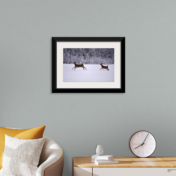 "Two white-tailed deer run through the snow"