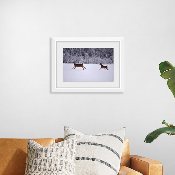 "Two white-tailed deer run through the snow"