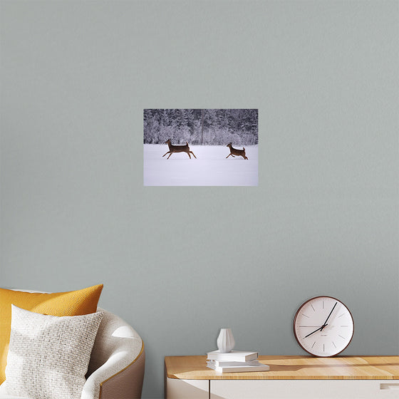 "Two white-tailed deer run through the snow"