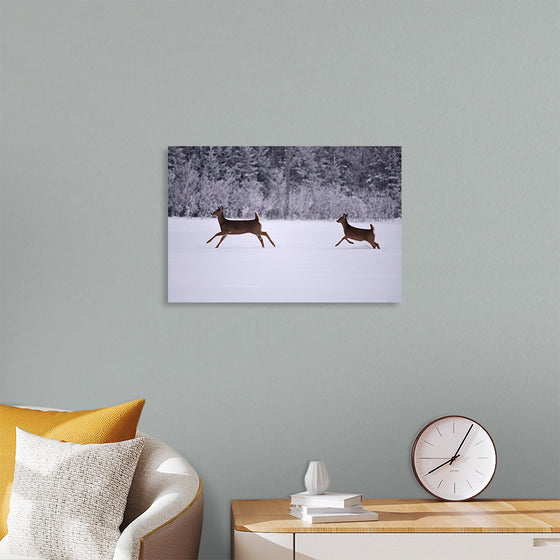 "Two white-tailed deer run through the snow"