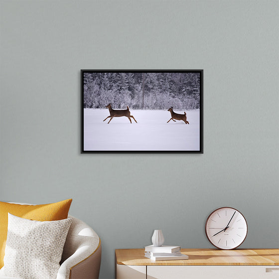 "Two white-tailed deer run through the snow"