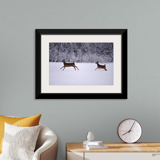 "Two white-tailed deer run through the snow"