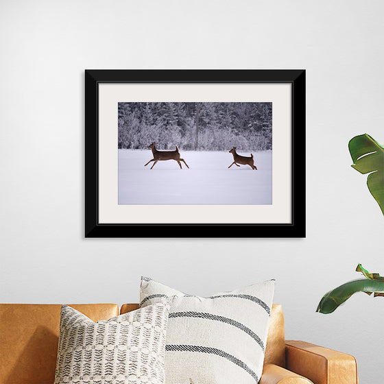 "Two white-tailed deer run through the snow"