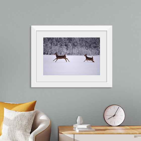 "Two white-tailed deer run through the snow"