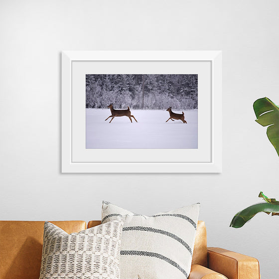 "Two white-tailed deer run through the snow"