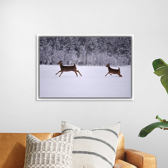 "Two white-tailed deer run through the snow"