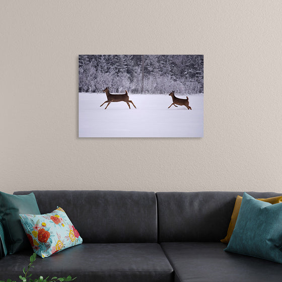 "Two white-tailed deer run through the snow"