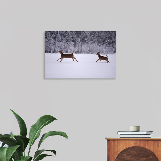 "Two white-tailed deer run through the snow"