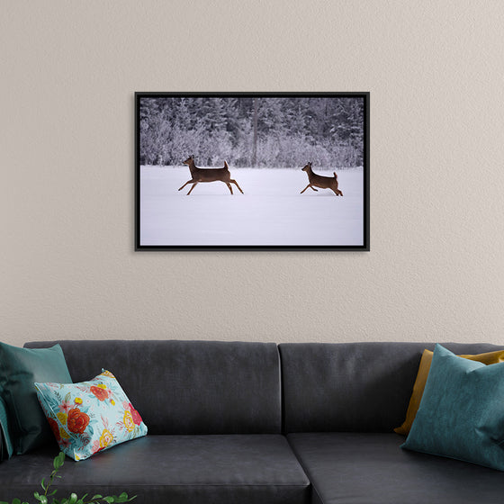 "Two white-tailed deer run through the snow"