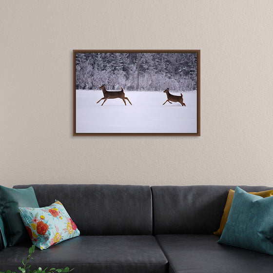 "Two white-tailed deer run through the snow"