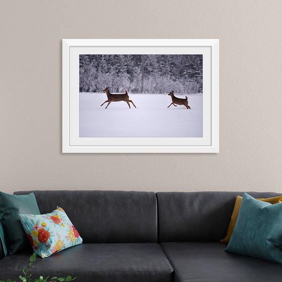 "Two white-tailed deer run through the snow"