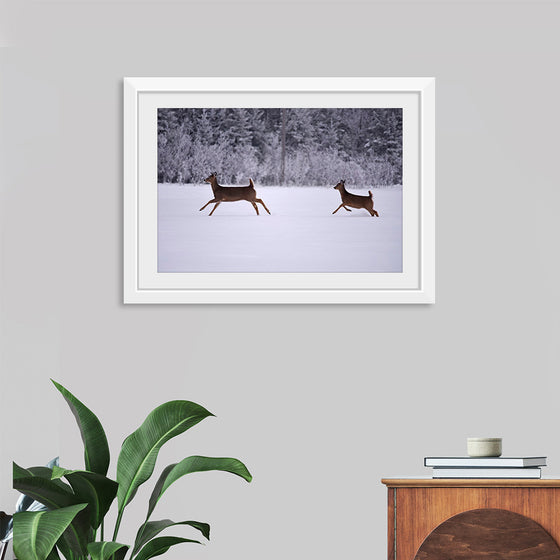 "Two white-tailed deer run through the snow"