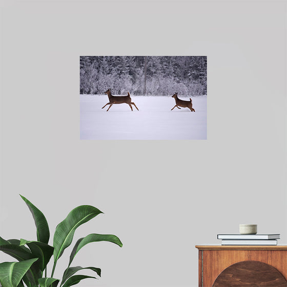 "Two white-tailed deer run through the snow"