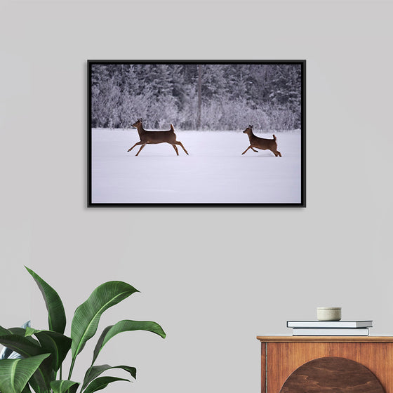 "Two white-tailed deer run through the snow"