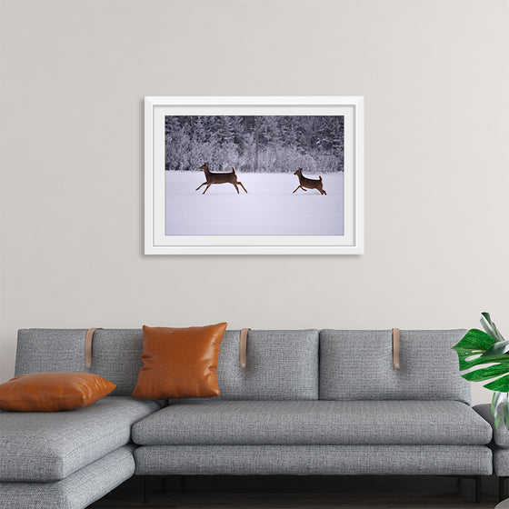 "Two white-tailed deer run through the snow"