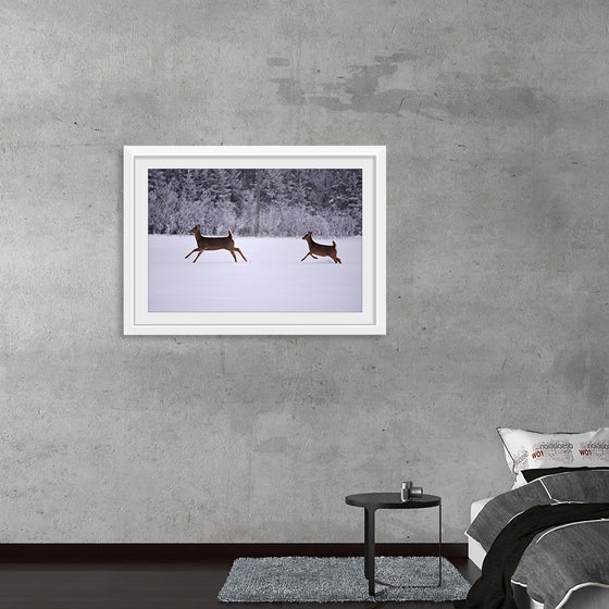 "Two white-tailed deer run through the snow"