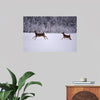 "Two white-tailed deer run through the snow"