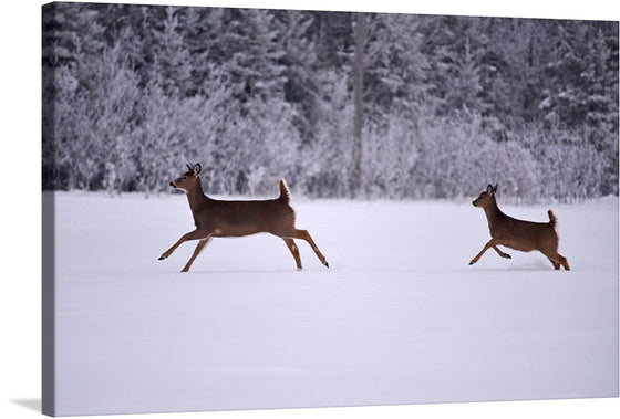 “Two White-Tailed Deer in the Snow” captures a mesmerizing moment of wild freedom. Against a pristine, snow-covered landscape, these majestic creatures sprint with grace and determination. Their brown coats blend harmoniously with the wintry surroundings, creating a striking contrast. The delicate imprint of their hooves on the powdery snow tells a silent tale of resilience and survival. 