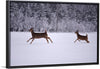 "Two white-tailed deer run through the snow"