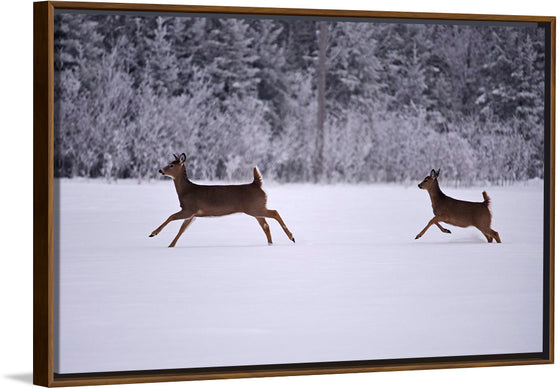 "Two white-tailed deer run through the snow"