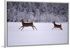 "Two white-tailed deer run through the snow"