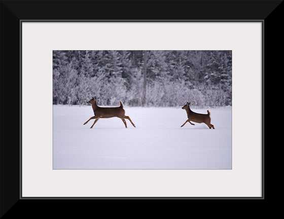 "Two white-tailed deer run through the snow"