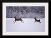 "Two white-tailed deer run through the snow"