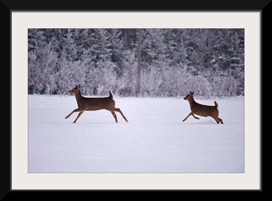 "Two white-tailed deer run through the snow"