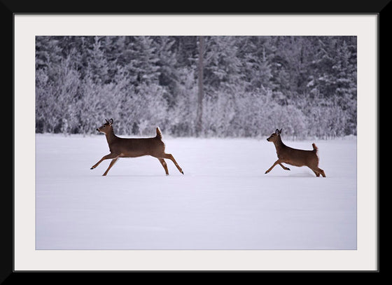 "Two white-tailed deer run through the snow"