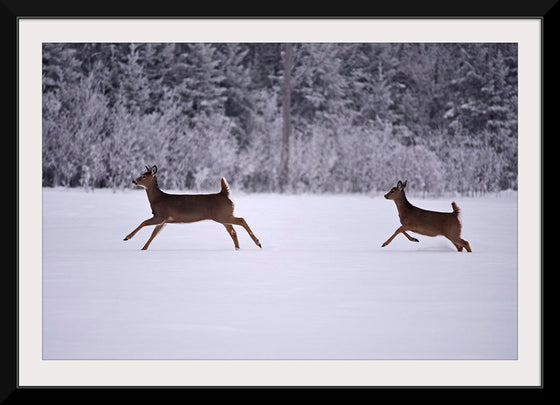 "Two white-tailed deer run through the snow"