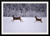 "Two white-tailed deer run through the snow"