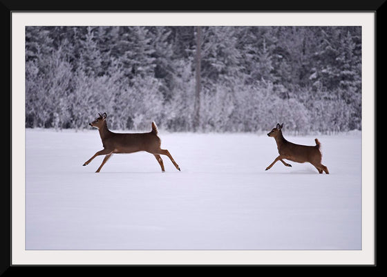 "Two white-tailed deer run through the snow"