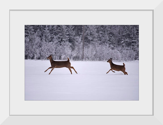 "Two white-tailed deer run through the snow"