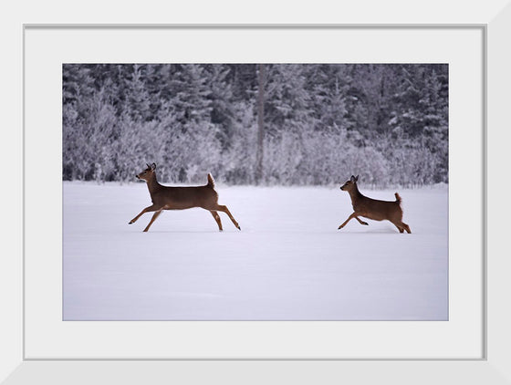 "Two white-tailed deer run through the snow"