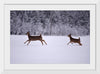 "Two white-tailed deer run through the snow"