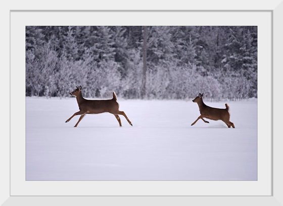 "Two white-tailed deer run through the snow"