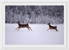 "Two white-tailed deer run through the snow"