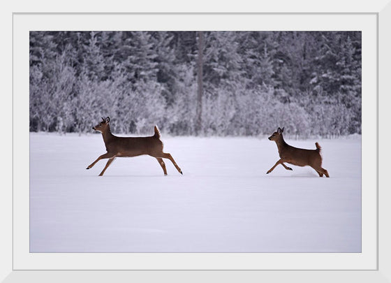 "Two white-tailed deer run through the snow"