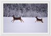 "Two white-tailed deer run through the snow"