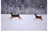 "Two white-tailed deer run through the snow"