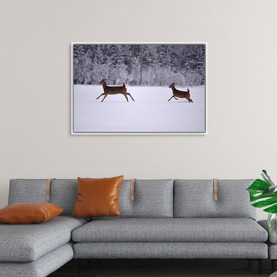 "Two white-tailed deer run through the snow"