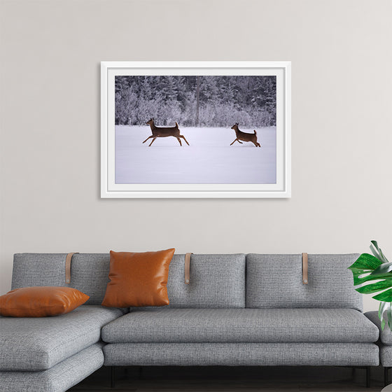 "Two white-tailed deer run through the snow"