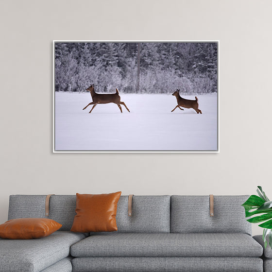 "Two white-tailed deer run through the snow"