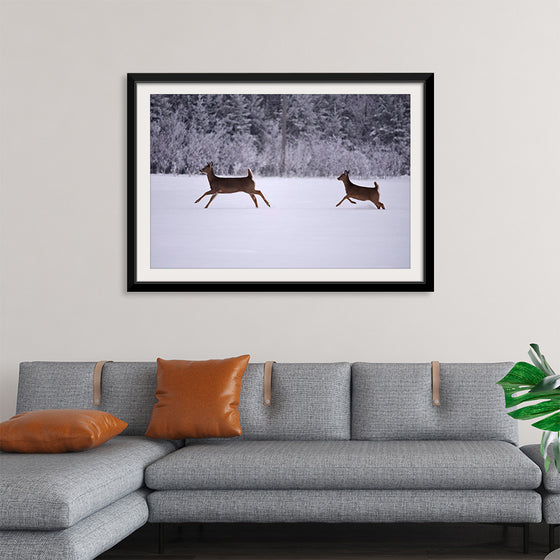 "Two white-tailed deer run through the snow"