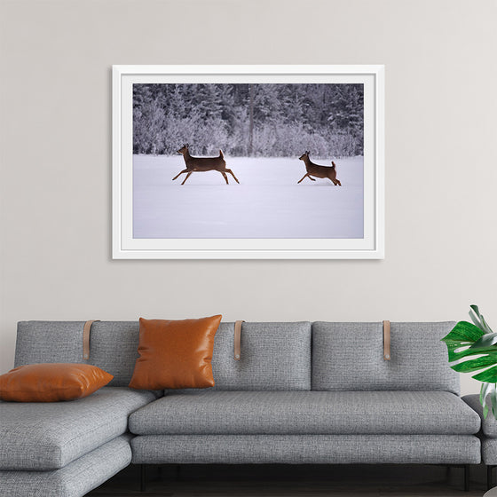 "Two white-tailed deer run through the snow"