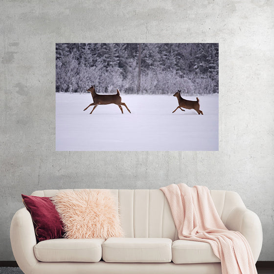 "Two white-tailed deer run through the snow"