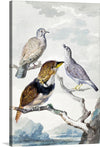 “Three Birds, Two Inca Pigeons and a Collared Bearded Cuckoo (1753)” by Aert Schouman invites you into a world of serene beauty. This exquisite print captures the delicate grace of these majestic birds, rendered with meticulous detail and vibrant colors that breathe life into every feather and wing. The artwork is a harmonious blend of nature’s splendor and artistic mastery, making it a timeless addition to any space.